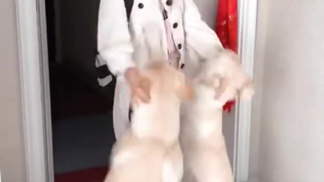 funny dog videos try not to laugh! funny dog.