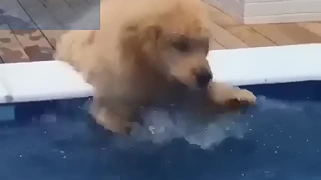 A dog playing with water