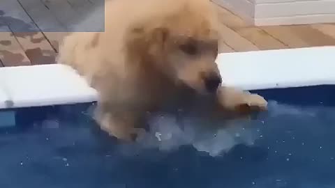 A dog playing with water