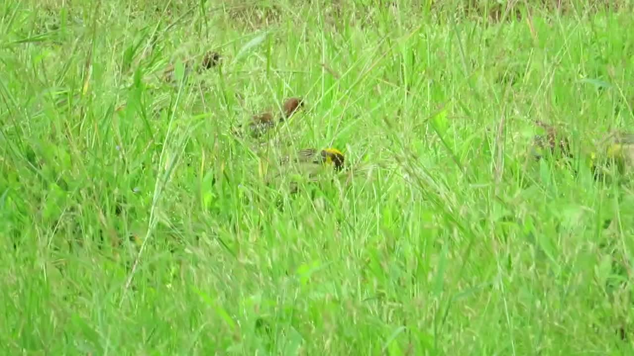 Grass seeds eaten birds