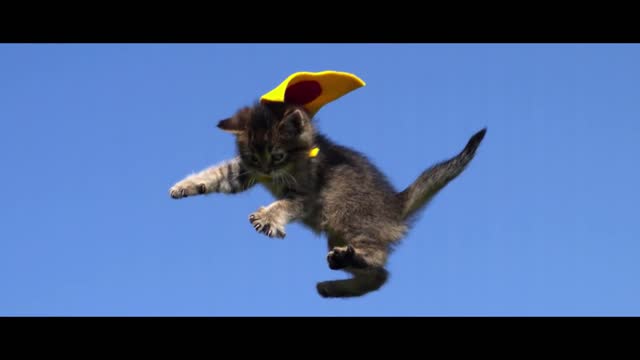 CUTE KITTENS FLY IN SLOW MOTION