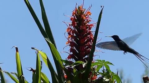 BEIJA FLOR TESOURÃO fauna brasileira