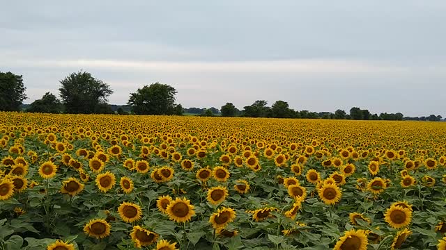 Sunflower fields. Snook, Texas 2020