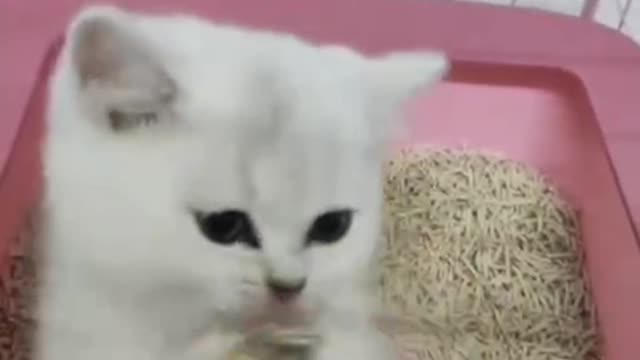 The kitten in the litter box is so amused by me