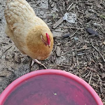 OMC! Starling is angry that I am videoing Brownie and friends!