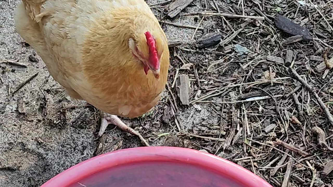 OMC! Starling is angry that I am videoing Brownie and friends!