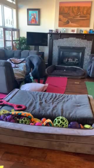 Great Dane Versus Body Pillow