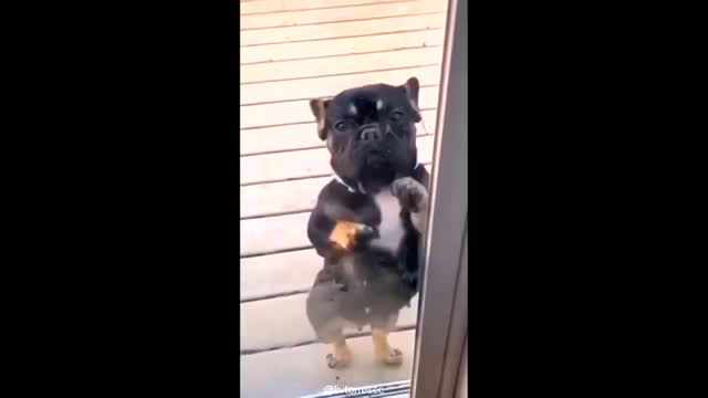 Funny Video l Adorable Cat and Kitty l Cute Dog Puppy l Awesome