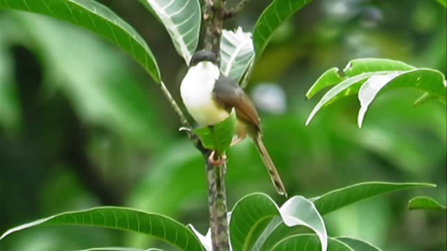 Indian Ashy Prinia bird calling