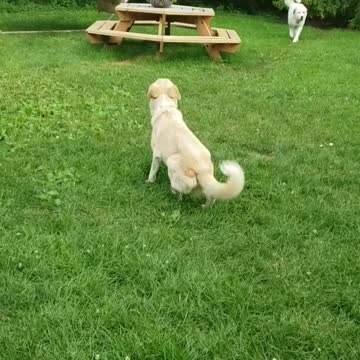 Dog Plays With Buddy Despite Neurological Issues Effecting Her Balance & Coordination