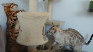 Pair Of Cats Play In Their Kitty Condo