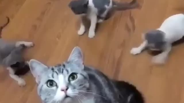 Hungry cat demands food by stomping her hoof