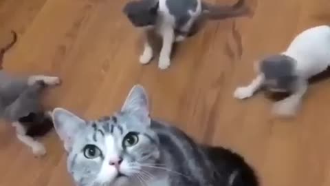 Hungry cat demands food by stomping her hoof