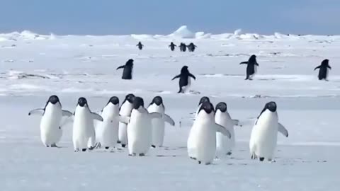 What do you think of this penguins 😄