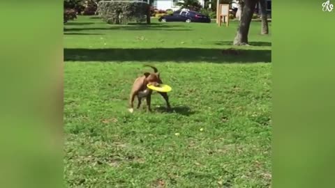 Dog trening video/funny dog/