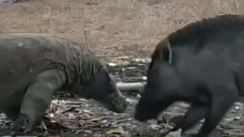 top animal fighting (2022)