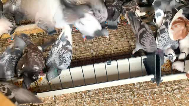 A Day in the Life of Young Racing Pigeons - 2022 Generation