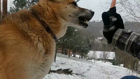 Dog traini