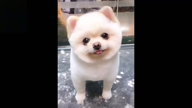 Cute And Funny Pets | Try Not To Laugh To These Pets Compilation!!!