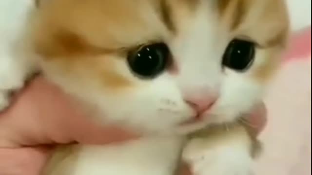 It seems that The cute kitty doesn't know anything