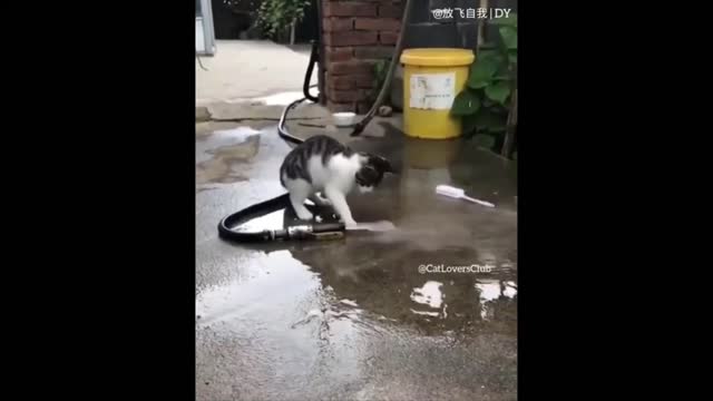 Funniest Cats πΉ - Don't try to hold back Laughter π - Funny Cats Life #2