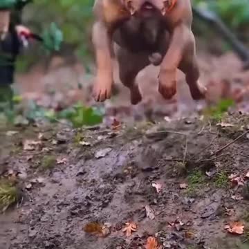 Dog coming home video