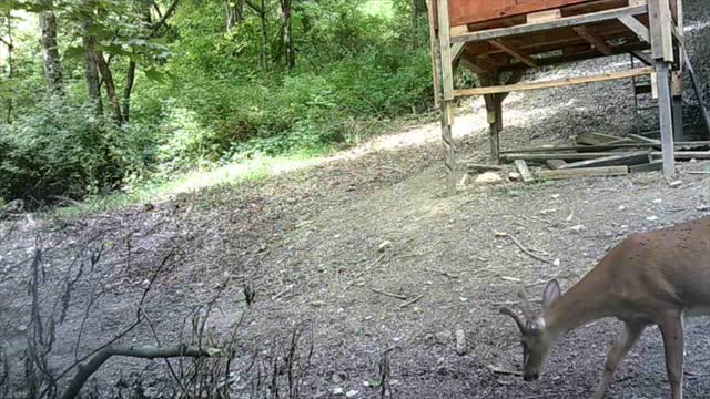 Coyote with ground hog in mouth. 8 point Bucks ect..