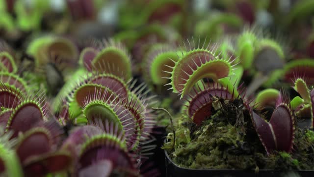 Rise of the 'robo-plants'