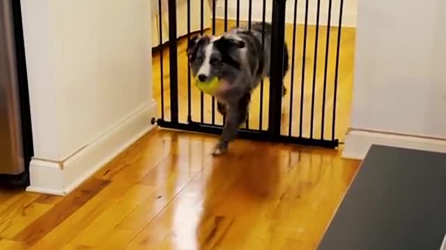 FUNNY ANIMALS😂🤣😅