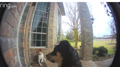 DOGS PLAYING WITH THE DOORBELL