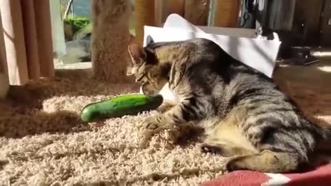 Cats x Cucumbers