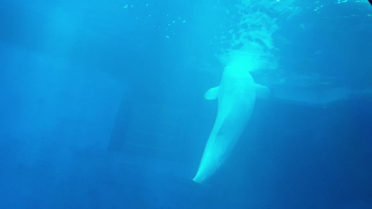 A video of Beluga swimming.