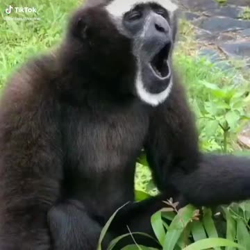 Funny very monkey