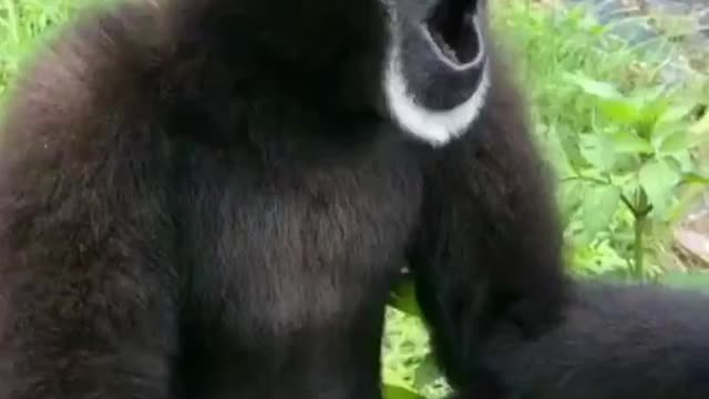 Funny very monkey