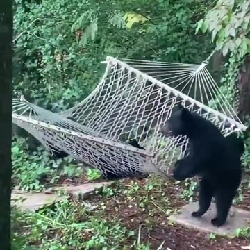 Young Bears Trying to Get Into a Hammock - So Funny