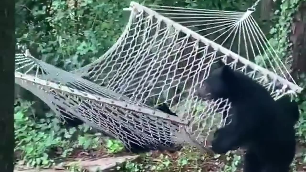 Young Bears Trying to Get Into a Hammock - So Funny