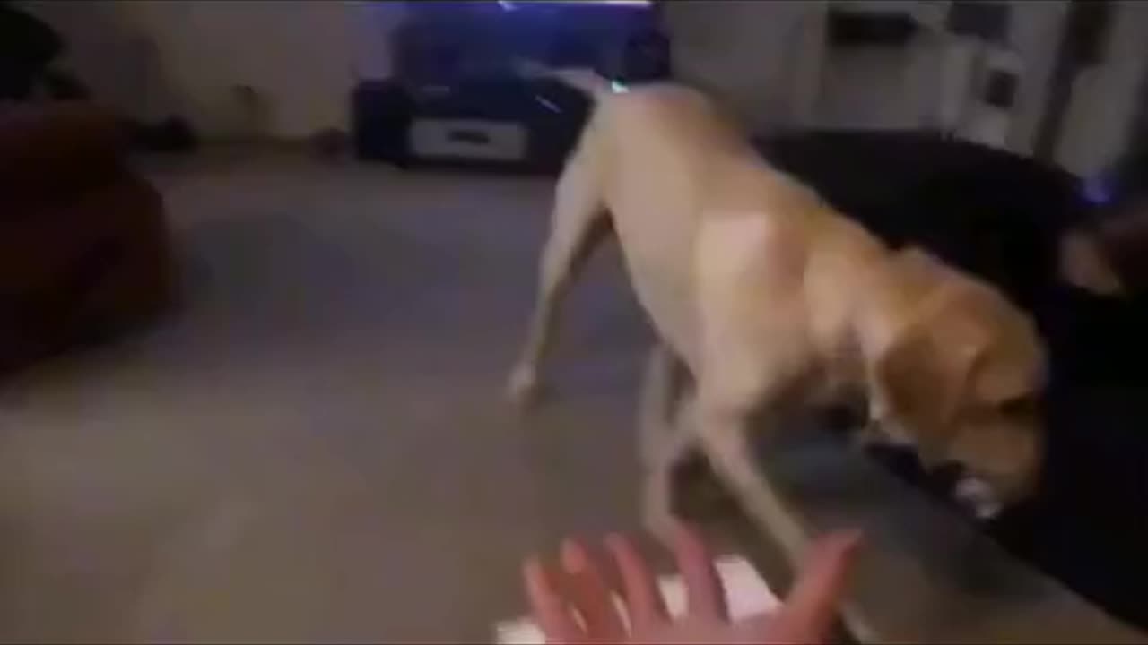 Vai, Bilú ! Bilú é esperto!