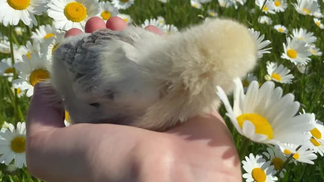 close-up-video-of-a-person-holding-a-chick