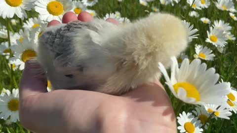 close-up-video-of-a-person-holding-a-chick