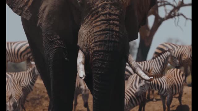 Big elephant short video from wildlife sanctuary|#elephant #wildlife