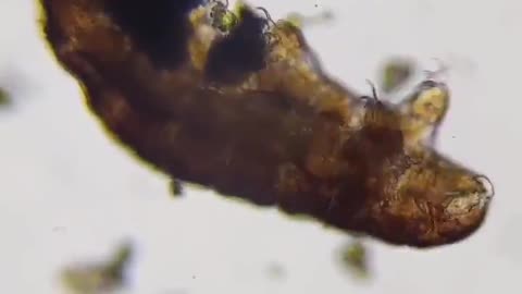 It's a water bear!