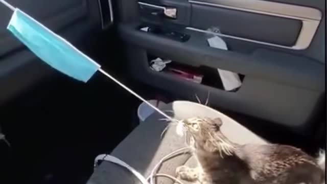 cat try to mask firing funny video