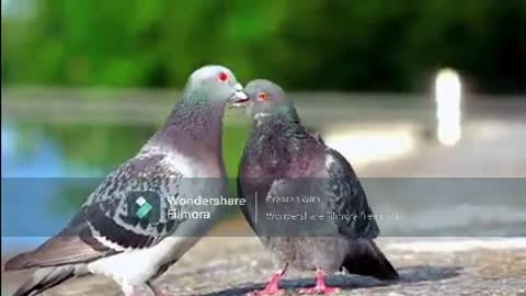 Are These Pigeons Actually Kissing?