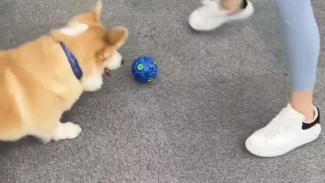 Smart corgi playing ball with owner, so patient and serious