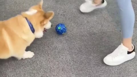 Smart corgi playing ball with owner, so patient and serious