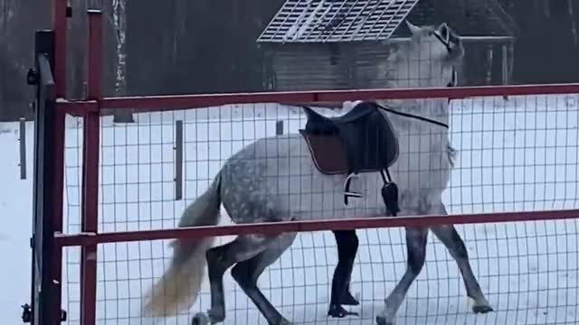 Beautiful horse