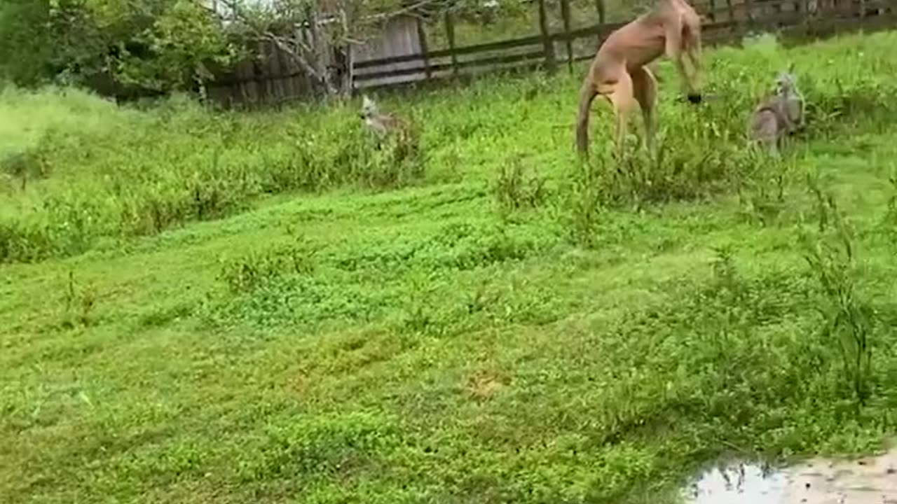 Kangaroo flexing