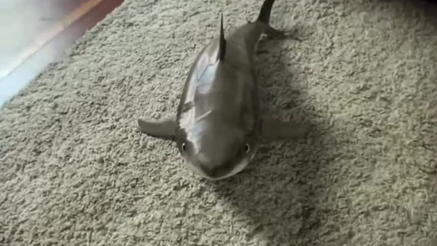 Cutest Baby Shark Happy Shark Funny Shark Cute Baby Animals Reaction