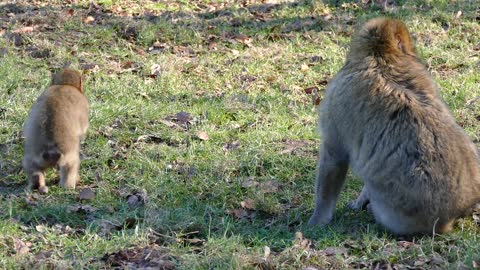 Watch a wild macaque and its lovely, cinematic baby