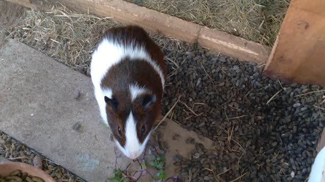 Guinea pig